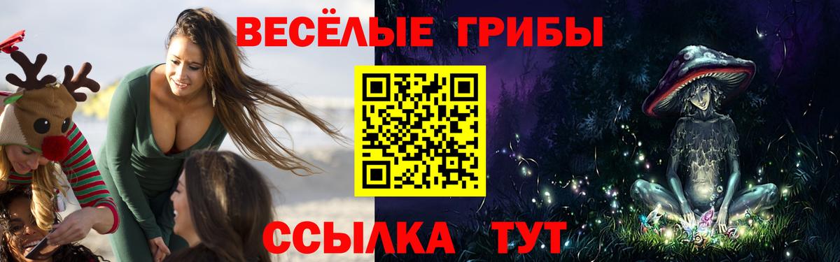 Галлюциногенные грибы Psilocybe Кандалакша